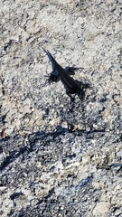 Microlophus albemarlensis