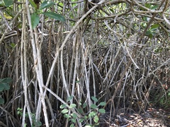 Rhizophora mangle