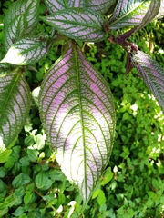 Strobilanthes auriculata