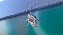 Operophtera brumata