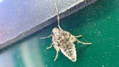 Operophtera brumata