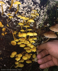 Tricholomopsis aurea