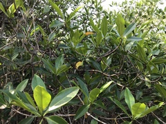 Rhizophora mangle