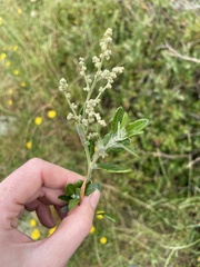 Chenopodium parabolicum