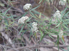 Ozothamnus argophyllus