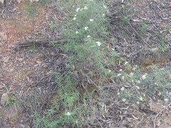 Ozothamnus argophyllus