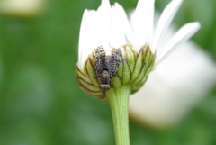 Platystoma seminationis