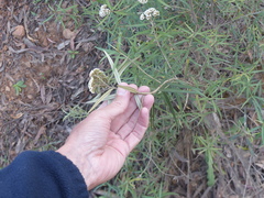 Ozothamnus argophyllus