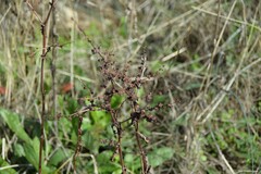 Rumex pulcher
