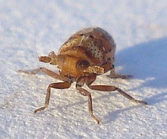 Conomelus anceps