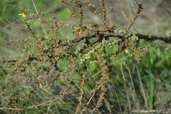 Verbascum pulverulentum