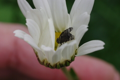 Platystoma seminationis