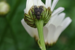 Platystoma seminationis