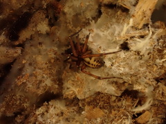 Callobius pictus