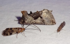 Autographa ampla