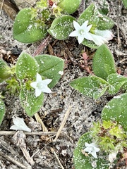 Richardia brasiliensis