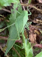 Amblycorypha