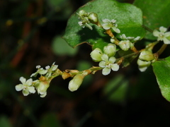 Muehlenbeckia complexa complexa
