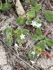 Richardia brasiliensis