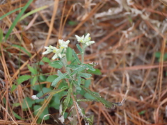 Pseudognaphalium obtusifolium