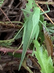 Amblycorypha