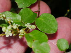 Muehlenbeckia complexa complexa