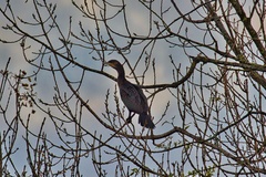 Phalacrocorax carbo carbo