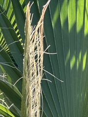 Washingtonia filifera