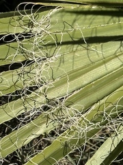 Washingtonia filifera