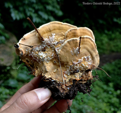 Rigidoporus