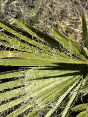 Washingtonia filifera