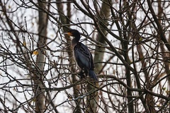 Phalacrocorax carbo carbo