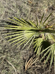 Washingtonia filifera