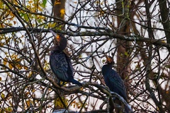 Phalacrocorax carbo carbo
