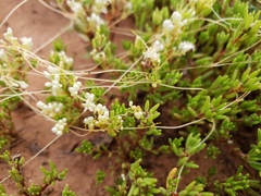 Cuscuta umbellata