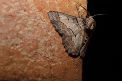 Hypobapta tachyhalotaria