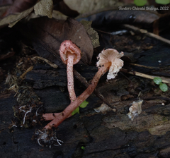 Lepiota erythrosticta