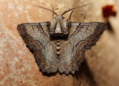 Hypobapta tachyhalotaria