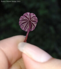 Marasmius tageticolor