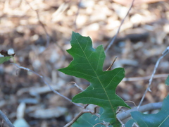 Quercus lyrata