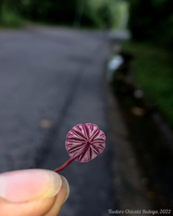 Marasmius tageticolor