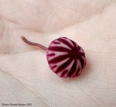 Marasmius tageticolor