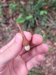 Eriotheca macrophylla