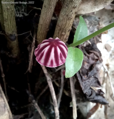 Marasmius tageticolor