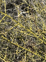 Adolphia californica