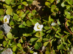 Oxalis magellanica