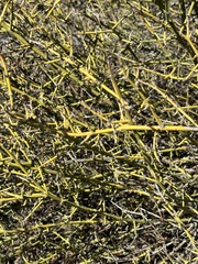 Adolphia californica