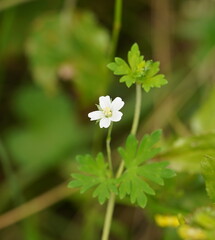 Geranium potentilloides