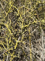 Adolphia californica