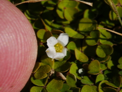 Oxalis magellanica